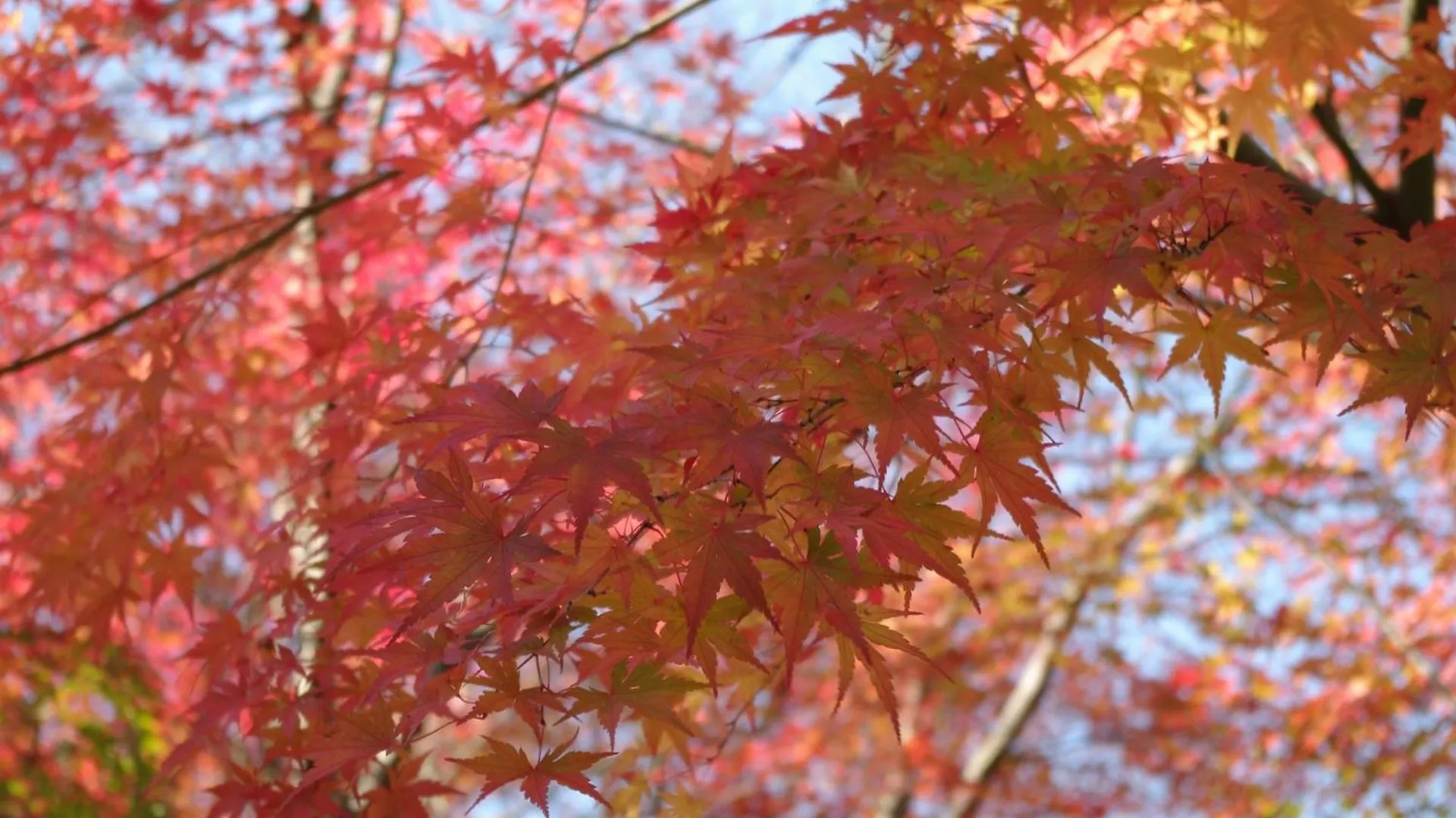 The Guest House Samurai Tokyo Japan